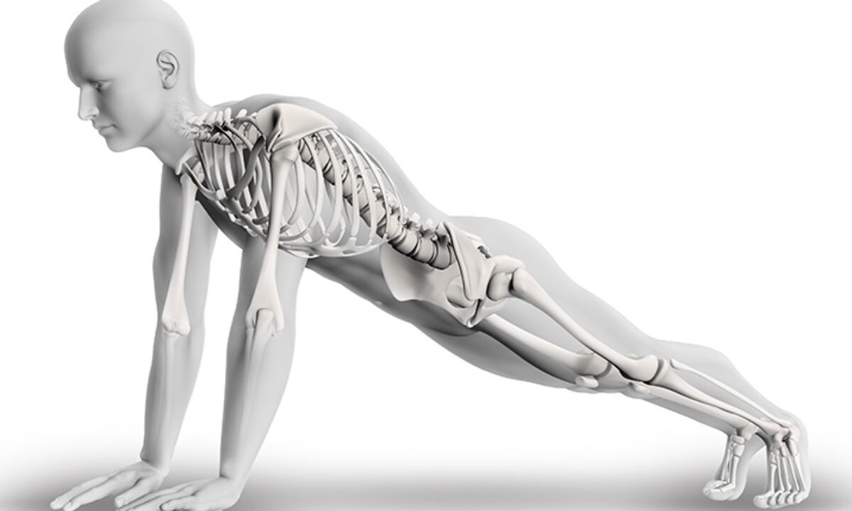 Muscles Of The Human Body Exercising